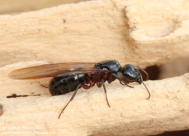 mravenec dřevokaz, Camponotus ligniperda (Ostatní, )